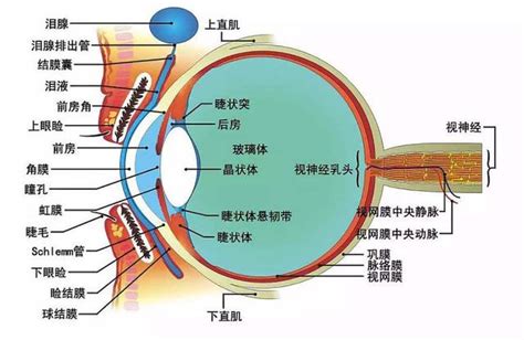 眼球形狀|眼睛的構造結構名稱詳細說明